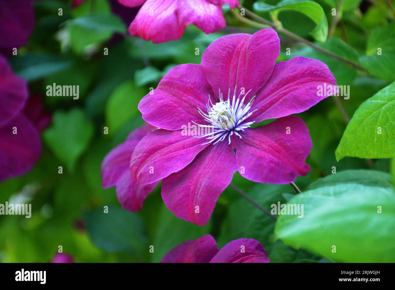 Clematis flower plant blooming in the garden Stock Photo