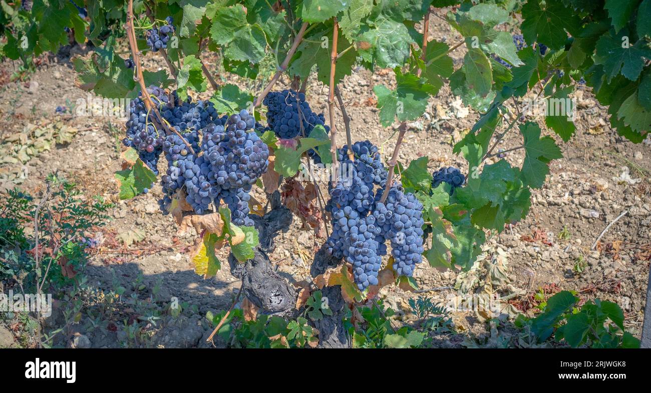 Grape Production Ripe Prosecco production hi-res stock photography and images - Alamy