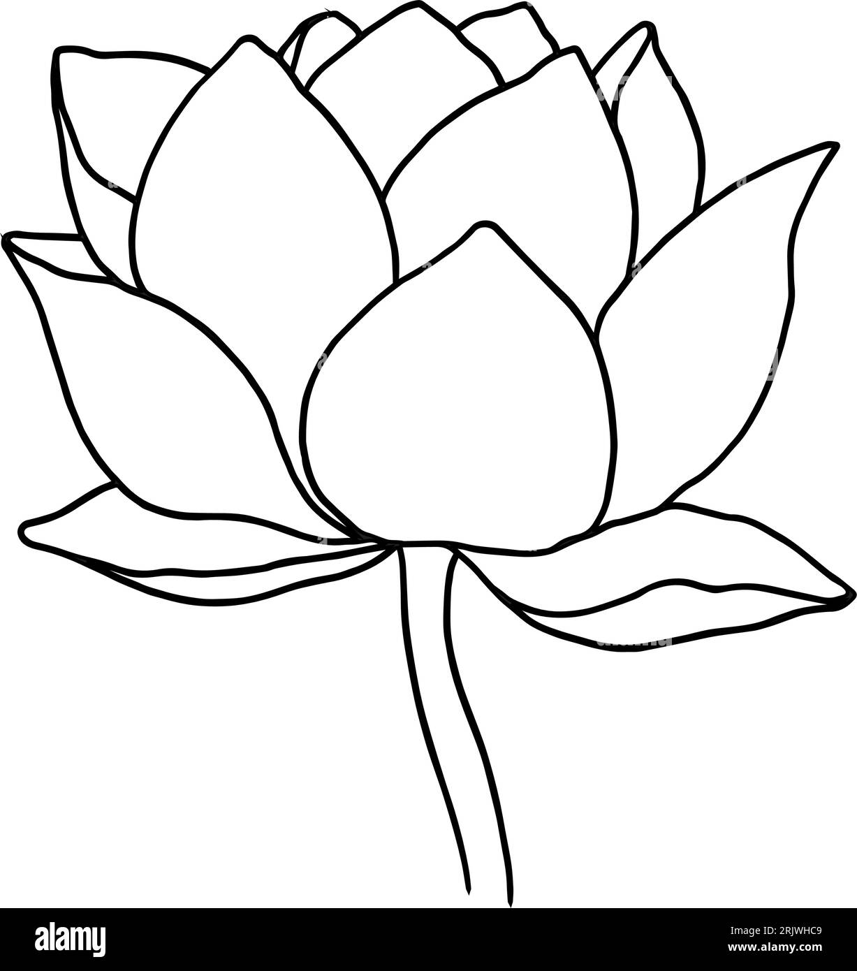 Vector hand drawn lotus flower black line art illustration. Outline ...