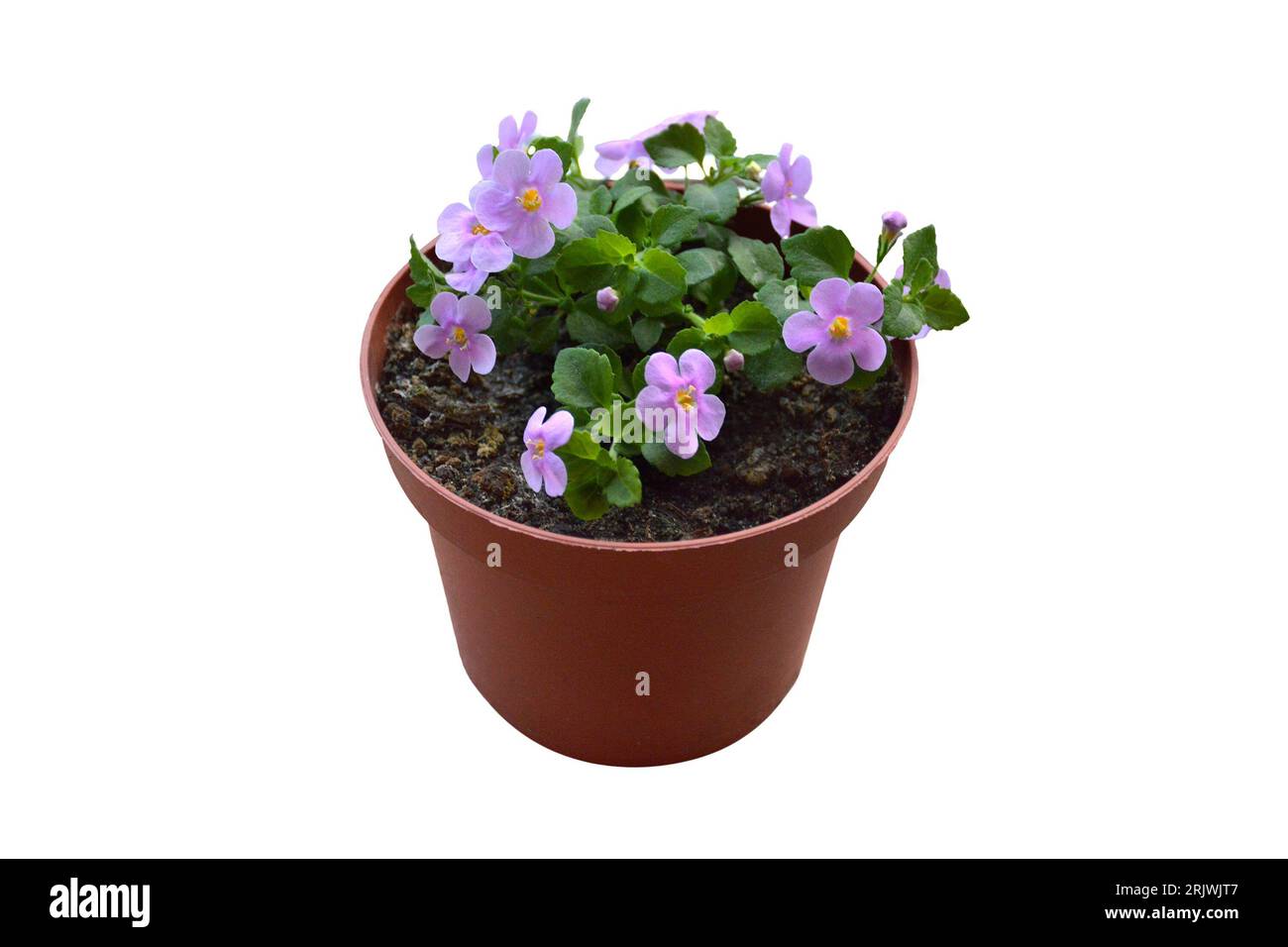 Bacopa (Sutera cordata) flower plant isolated on white background Stock Photo