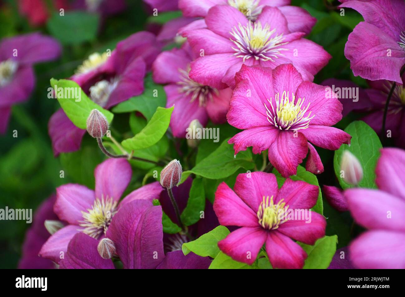 Close up of pink clematis blooming in the garden Stock Photo