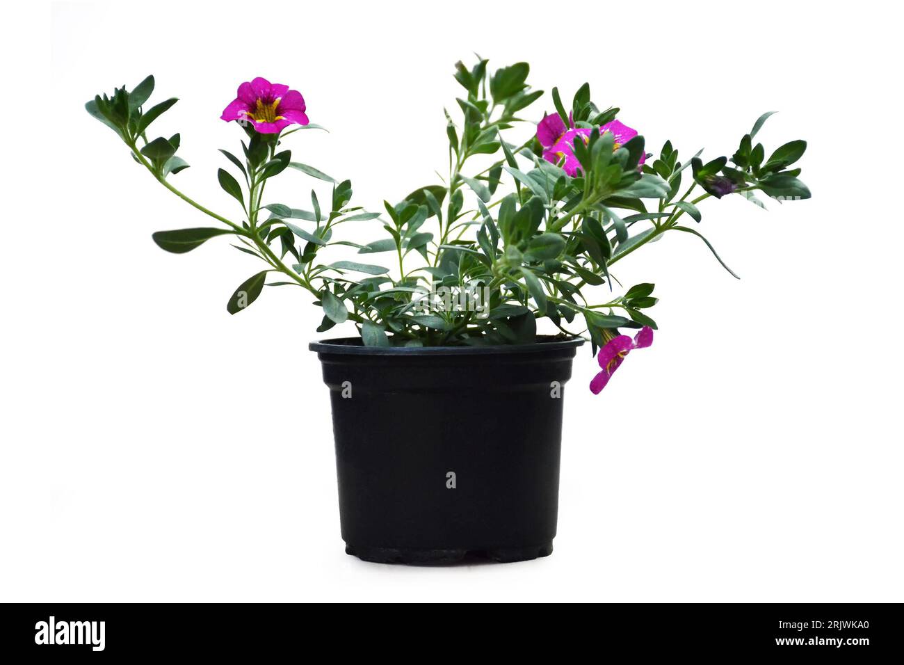 Million bells (Calibrachoa) flower plant in pot isolated on white background Stock Photo
