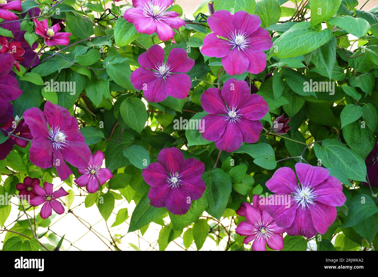 Clematis flower background. Climbing flower plant Stock Photo