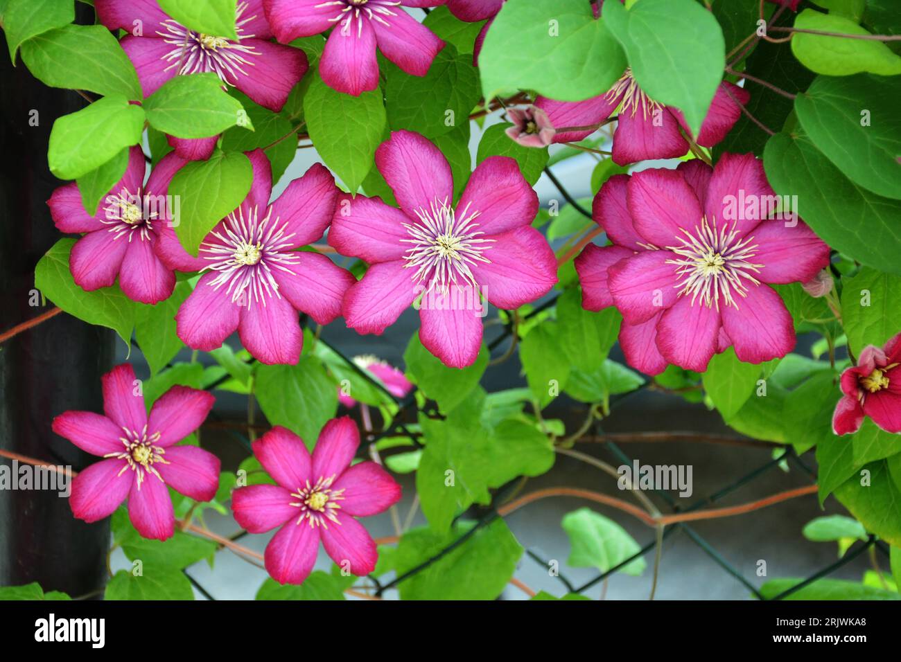 Pink clematis flowers blooming in the garden Stock Photo