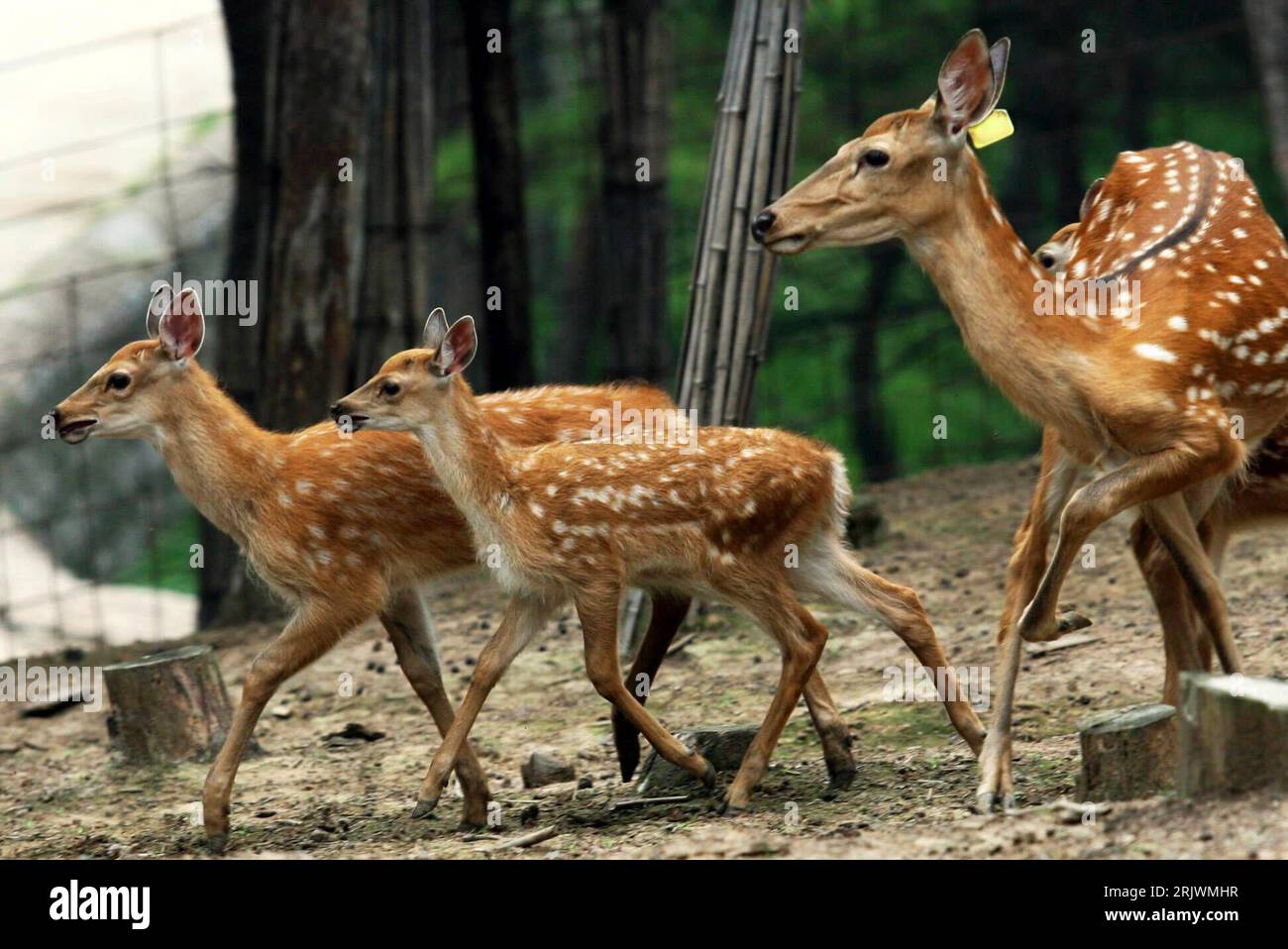 Sika hirsch hi-res stock photography and images - Alamy