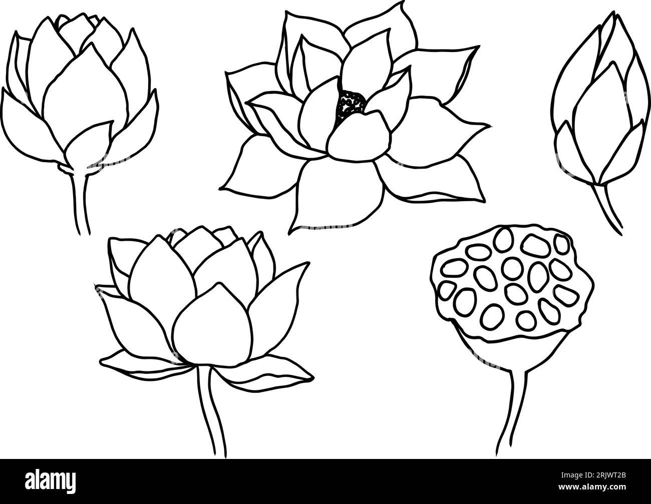 Set of vector hand drawn lotus flowers ans buds black line art ...
