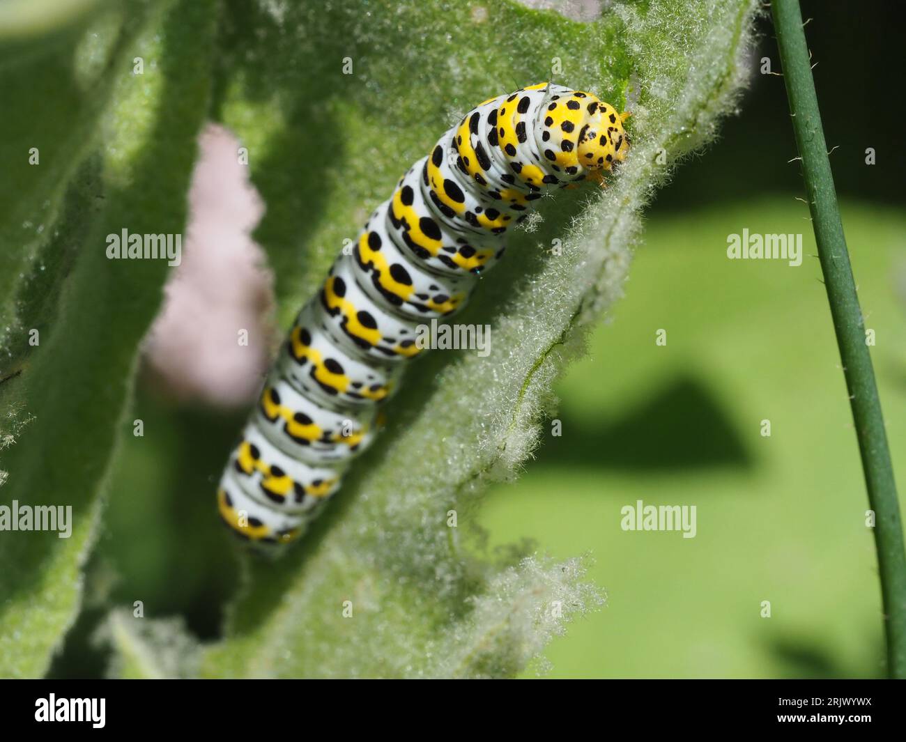 Mullein Moth caterpillar feeding on leaves of mullein or verbascum Stock Photo