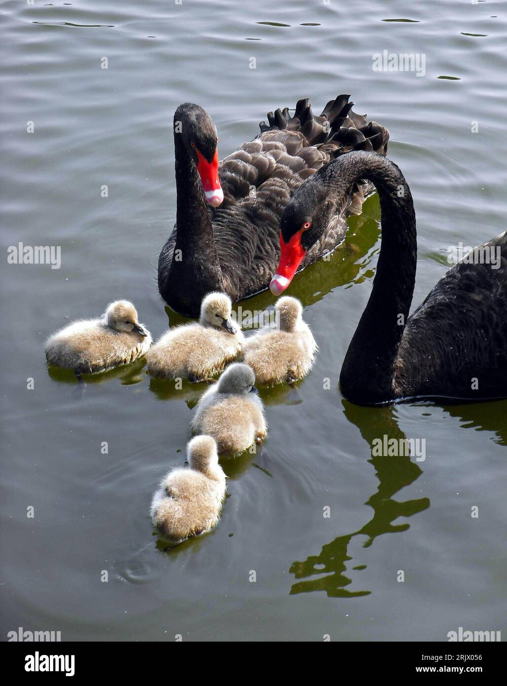 Schwan auf see hi-res stock photography and images - Alamy