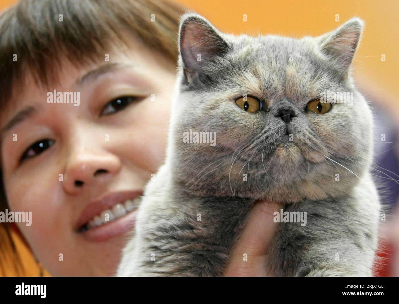 exotische-katze-hi-res-stock-photography-and-images-alamy