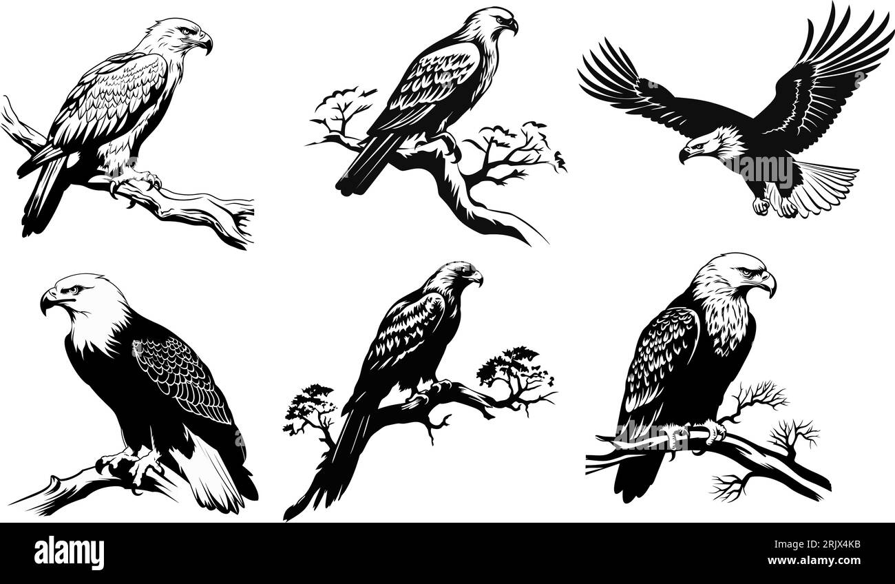 Set of silhouettes of Flying and sitting eagle in black in different