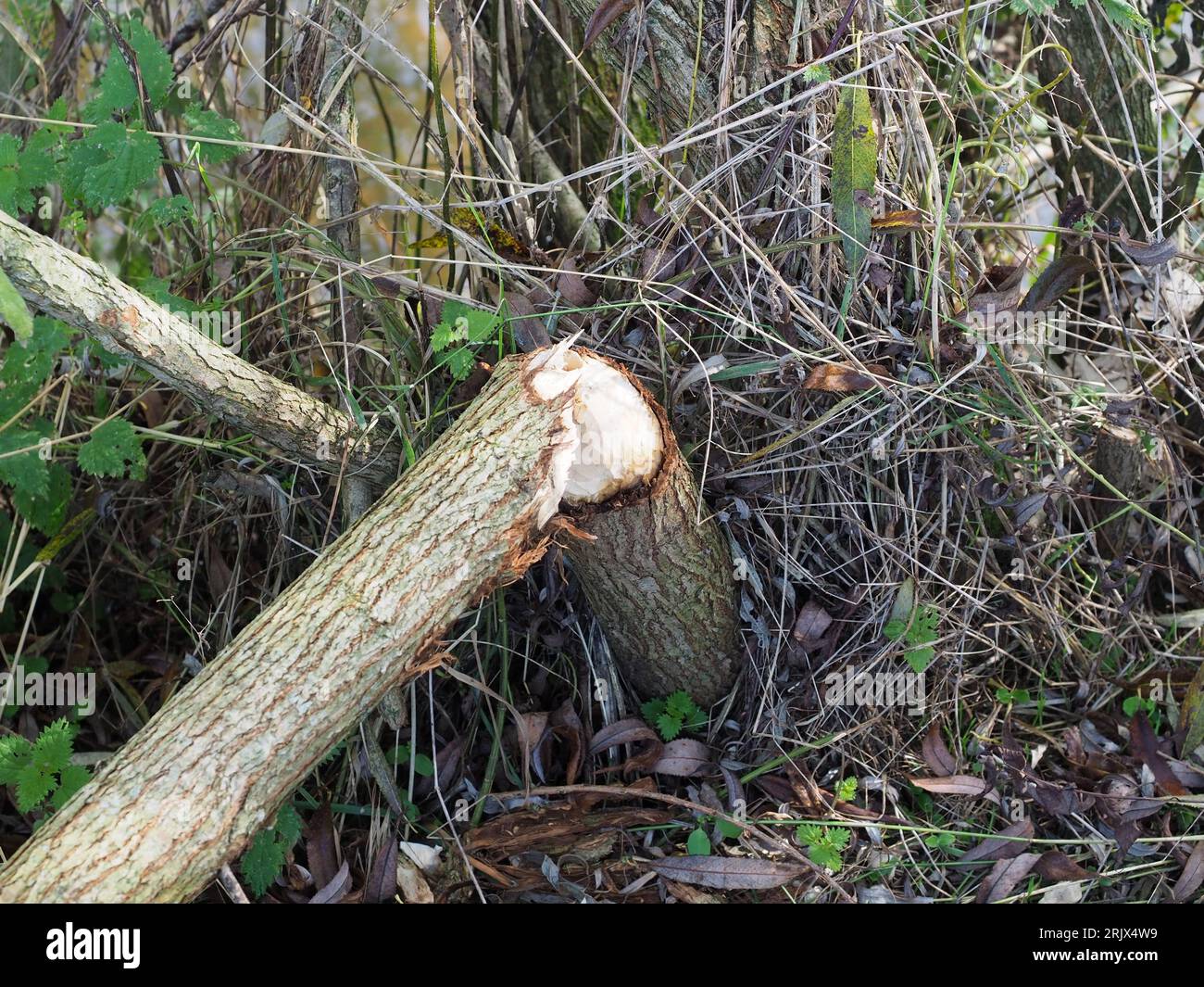 Trees gnawed by beavers on the bank of the River Otter Stock Photo - Alamy