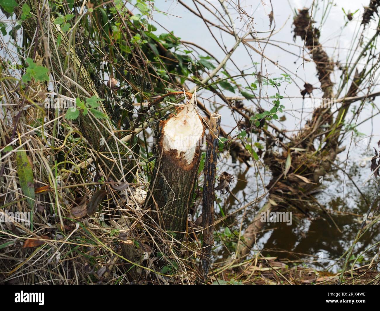 Trees gnawed by beavers on the bank of the River Otter Stock Photo - Alamy