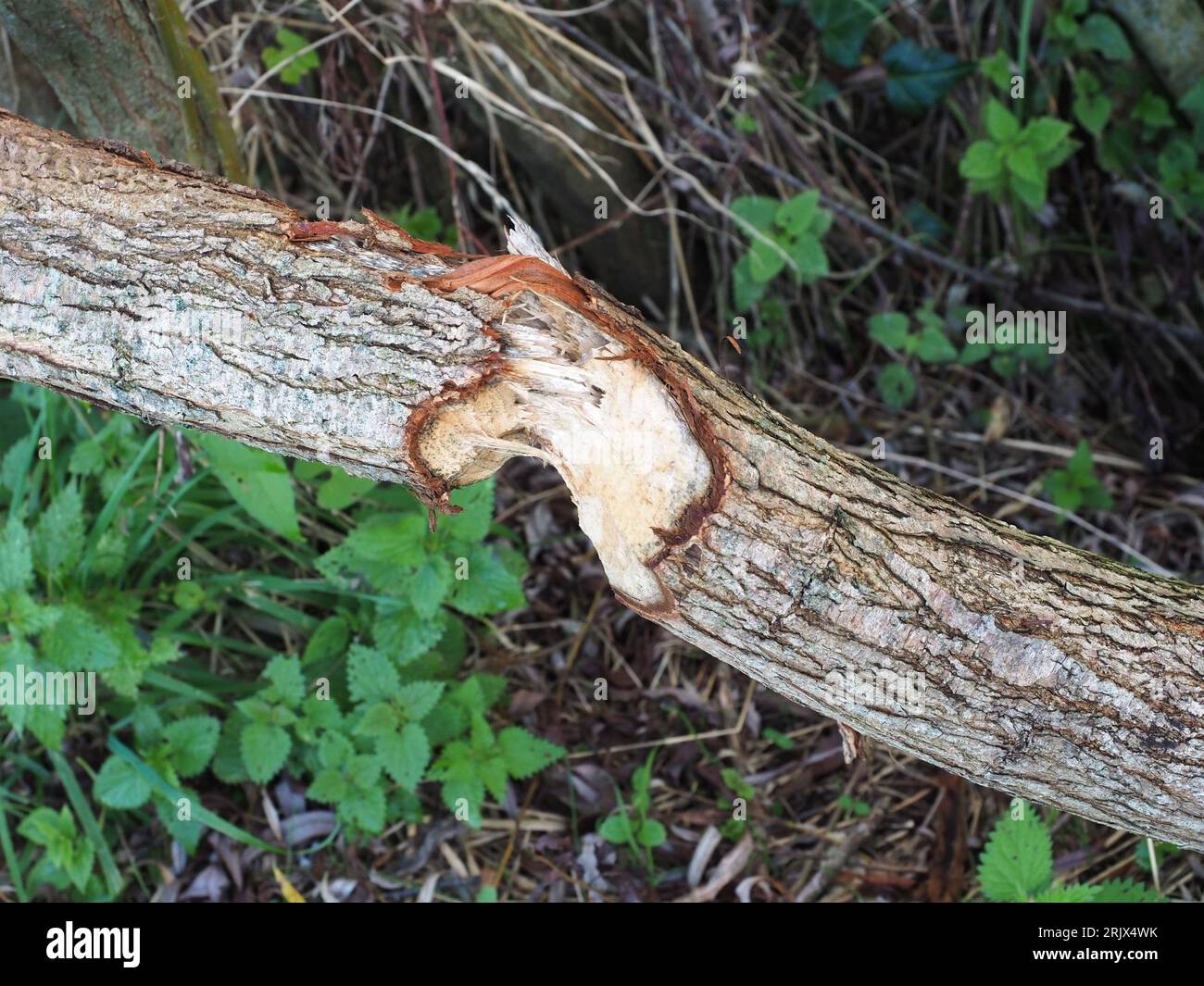Trees gnawed by beavers on the bank of the River Otter Stock Photo - Alamy
