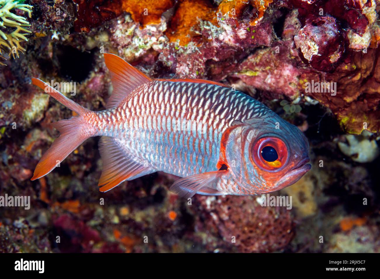 Violet soldierfish, Myripristis violacea, Raja Ampat Indonesia. Stock Photo