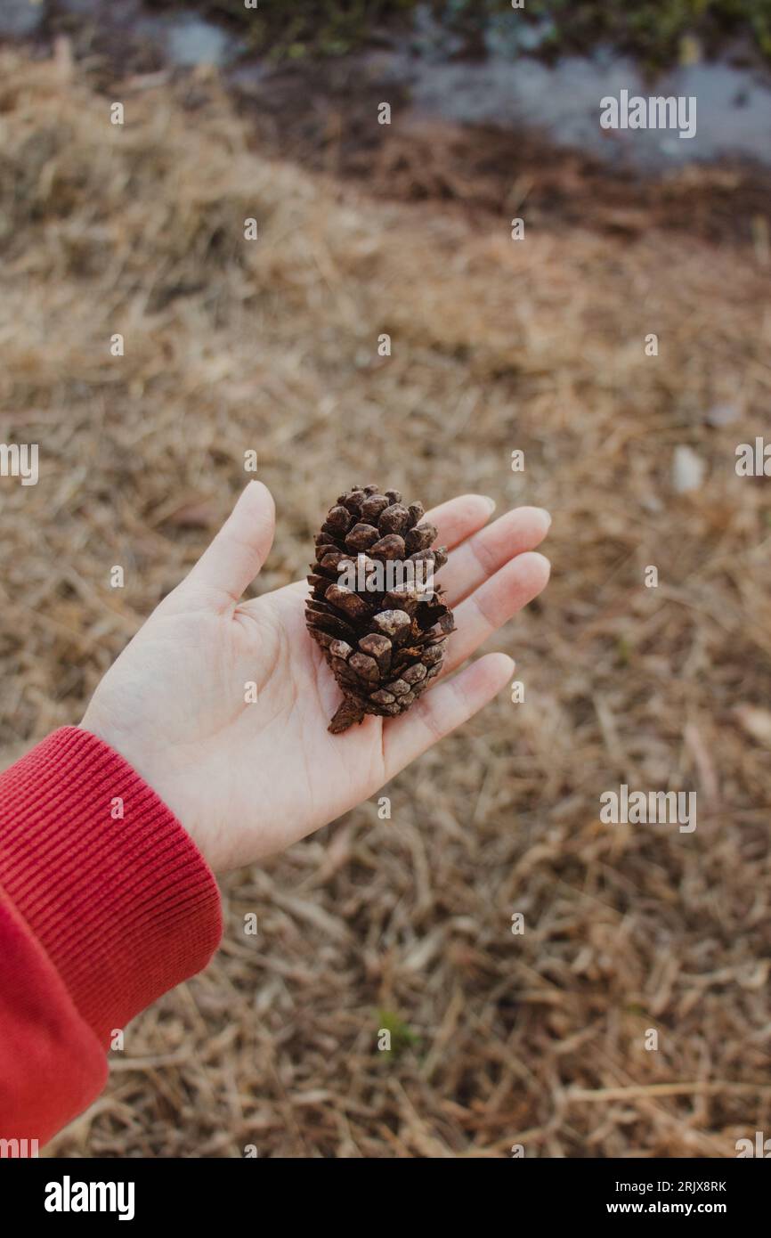 person holding a pine cone Stock Photo