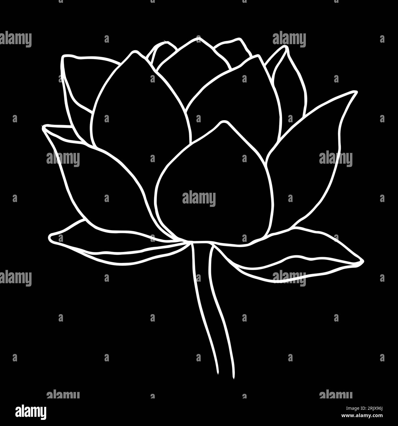 Vector hand drawn lotus flower black line art illustration. White ...