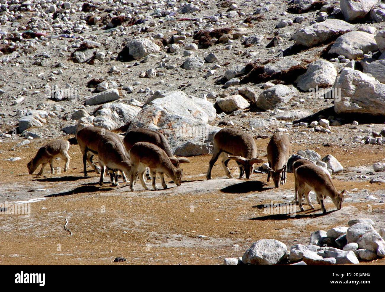 Bildnummer: 52218915  Datum: 23.10.2007  Copyright: imago/Xinhua Ziegenherde weidet in Tibet PUBLICATIONxNOTxINxCHN, Tiere; 2007, autonome Region Tibet, Säugetiere, Ziege, Ziegen, Herde, weiden, fressen, Natur; , quer, Kbdig, Gruppenbild, China,  , Stock Photo