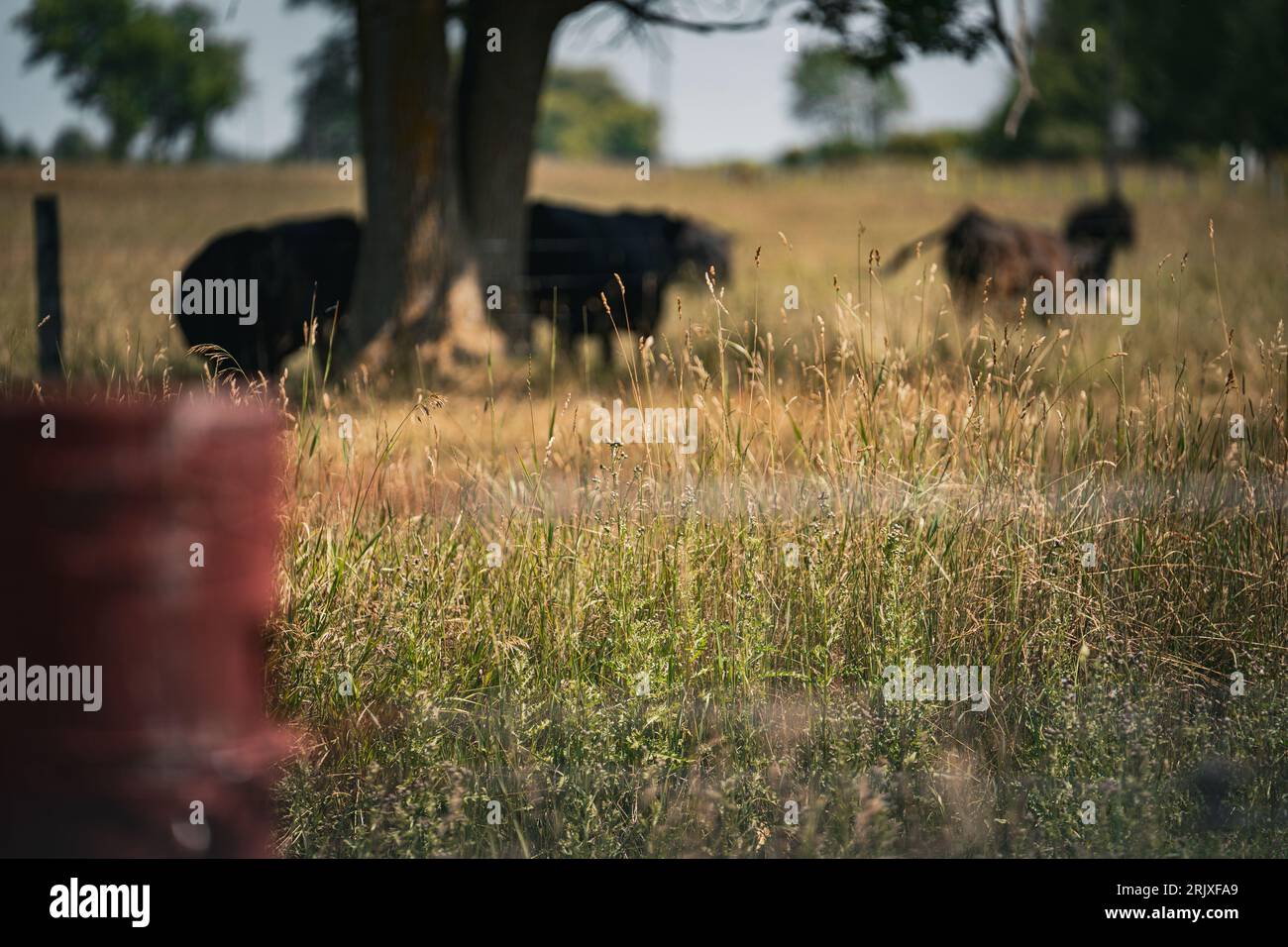 A herd of cows peacefully grazing in a dry grass pasture Stock Photo ...