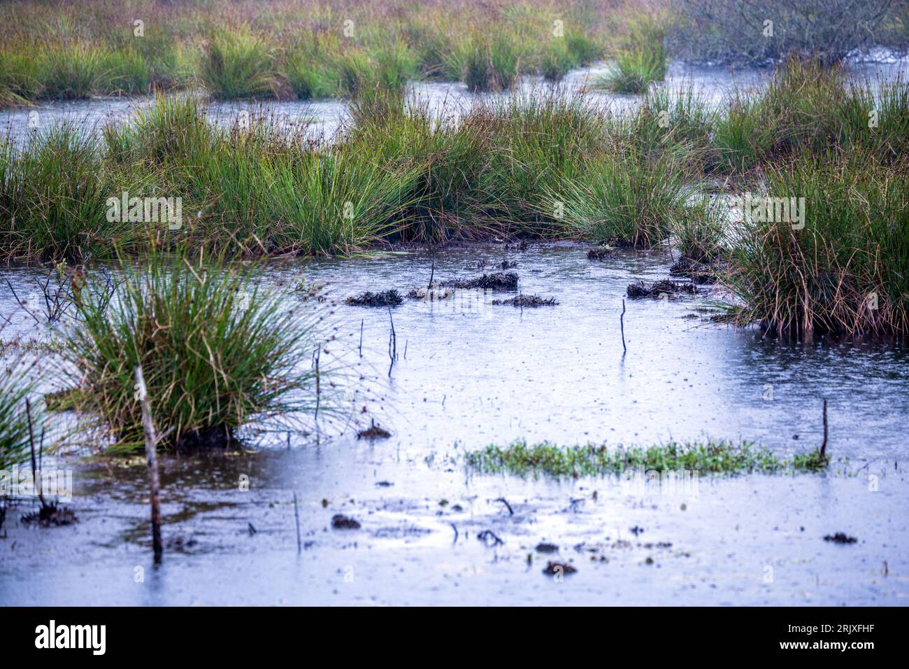 Sanitz, Germany. 31st July, 2023. A renaturalized area in the