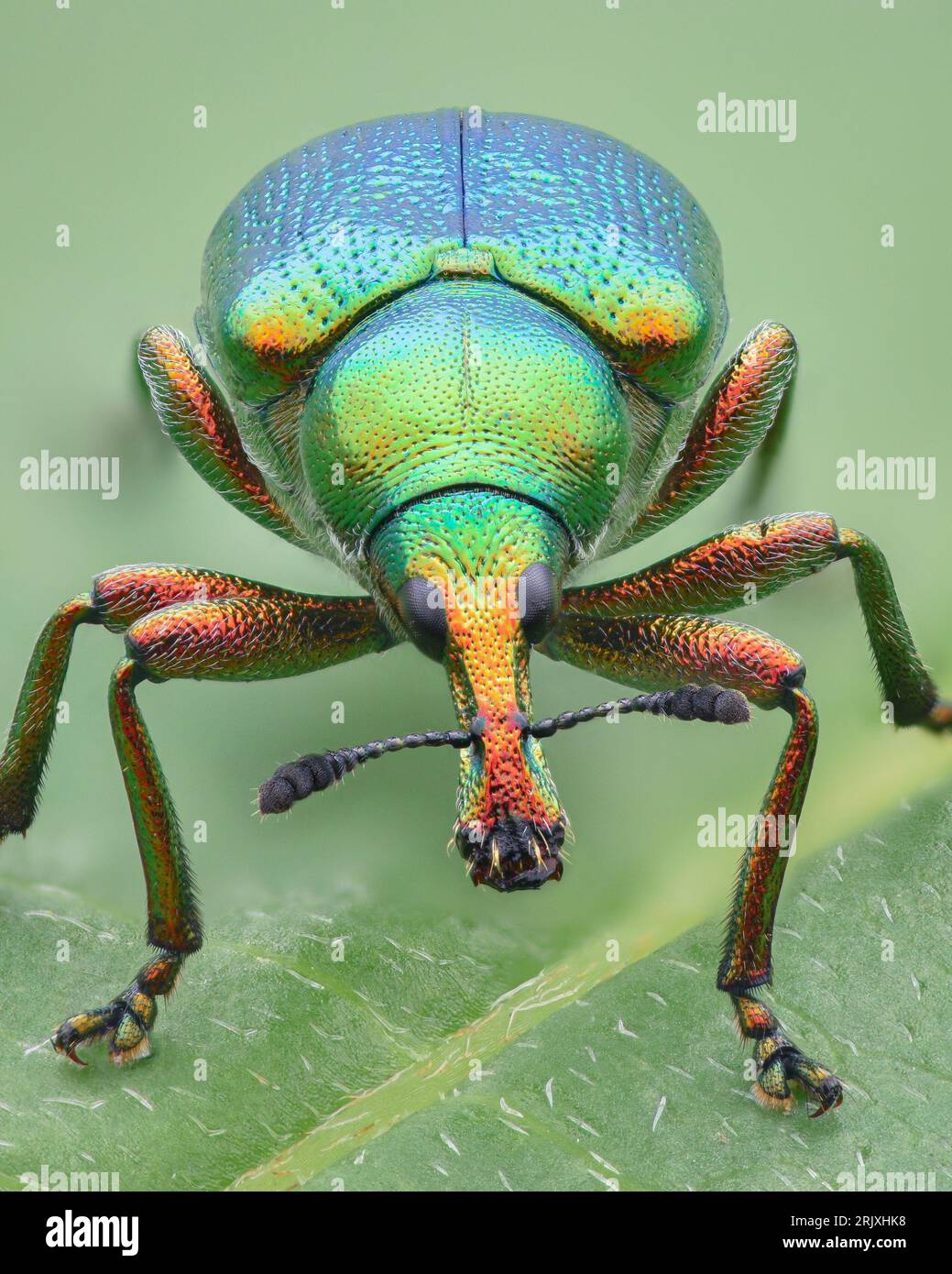 Portrait of a multicolored, iridescent leaf-rolling weevil (a type of beetle) with blue, green, and red colors, standing on a leaf (Byctiscus betulae) Stock Photo