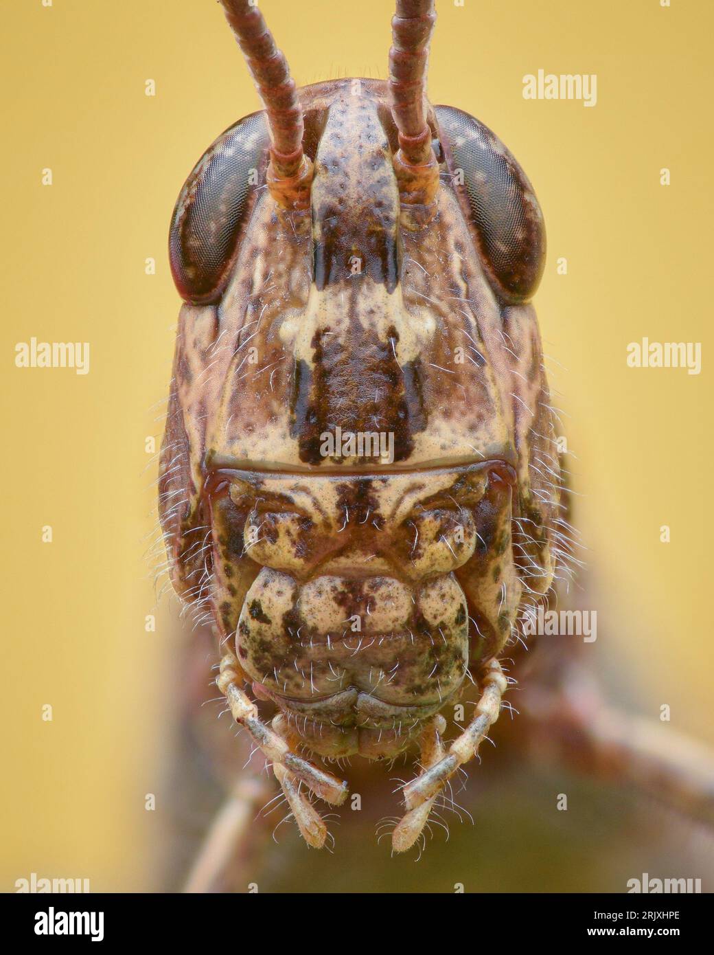 Portrait of a brown Common Field Grasshopper on a yellow background (Chorthippus brunneus) Stock Photo