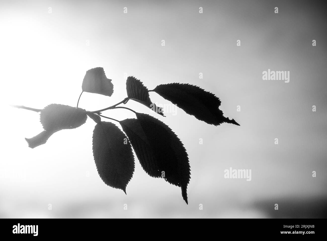 Shades of leaves Black and White Stock Photos & Images - Alamy