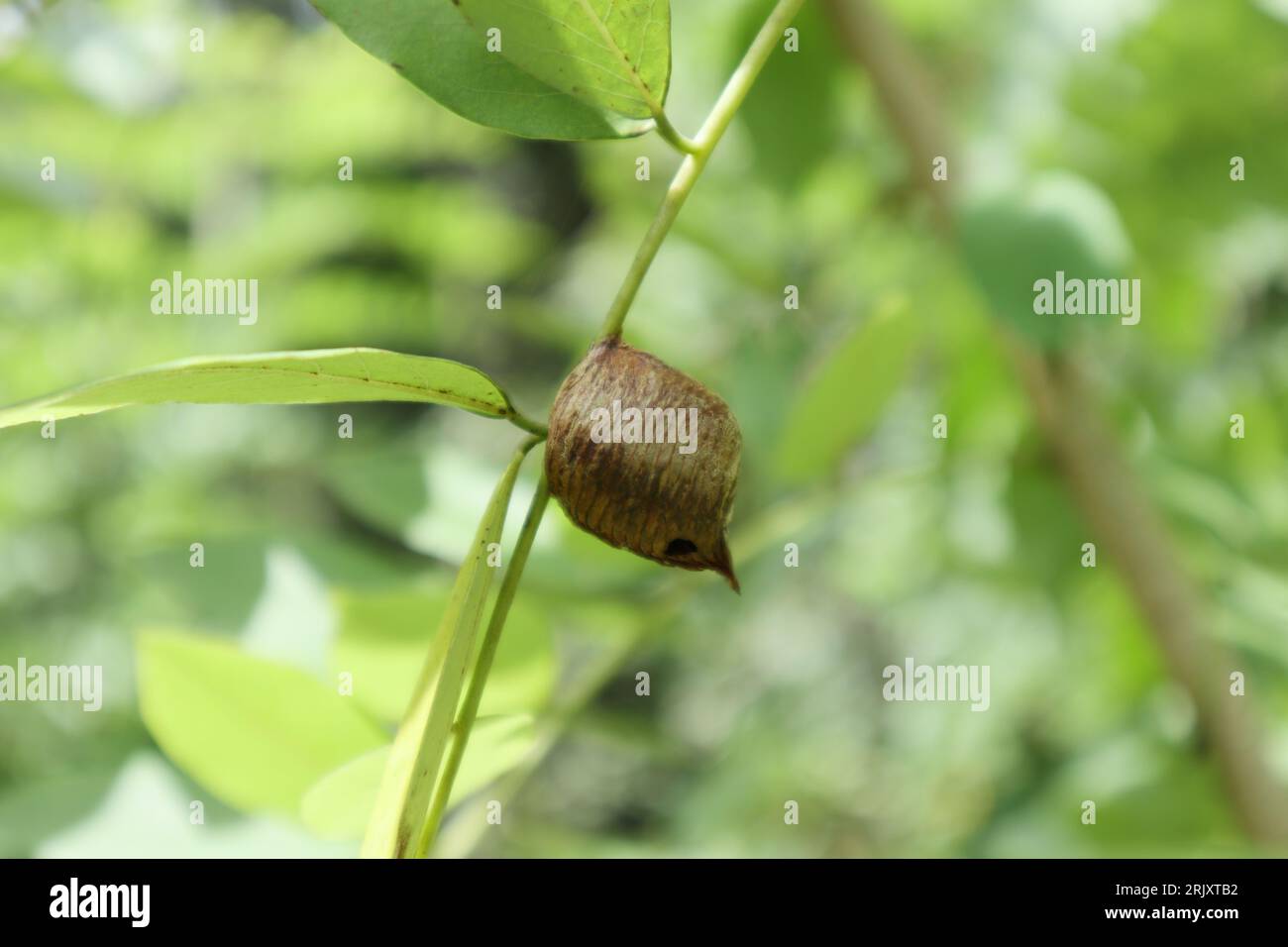 Close up view of a praying mantis ootheca (egg case) on a leaf stalk of a Gliricidia (Gliricidia Sepium) plant. Stock Photo