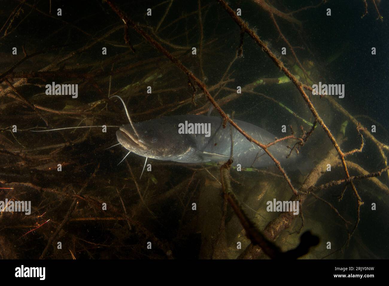 Catfish hiding among branches. Calm wels catfish in the lake. Big fish underwater. Fish life in fresh water. Stock Photo