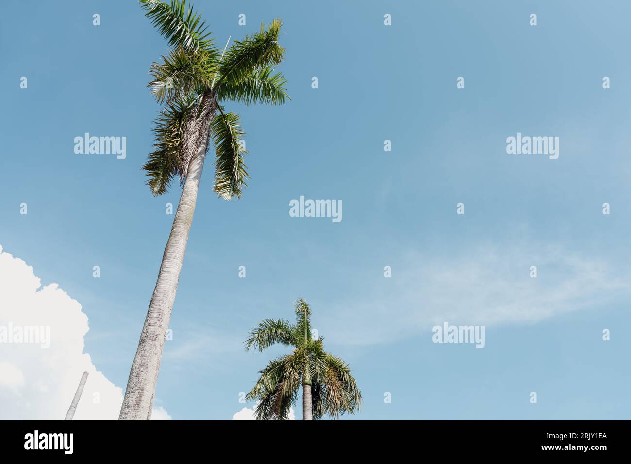 Palm tree and blue sky at Georgetown in Penang, Malaysia Stock Photo