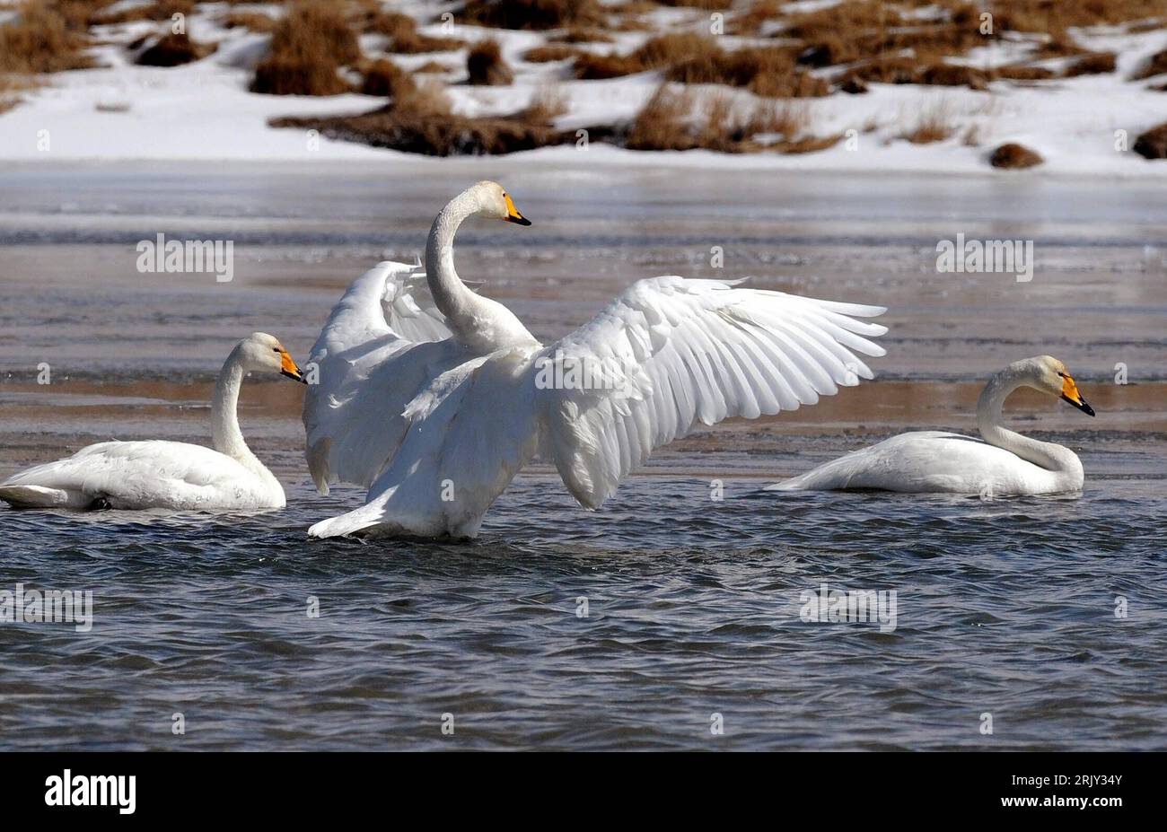 Schwan auf see hi-res stock photography and images - Page 2 - Alamy