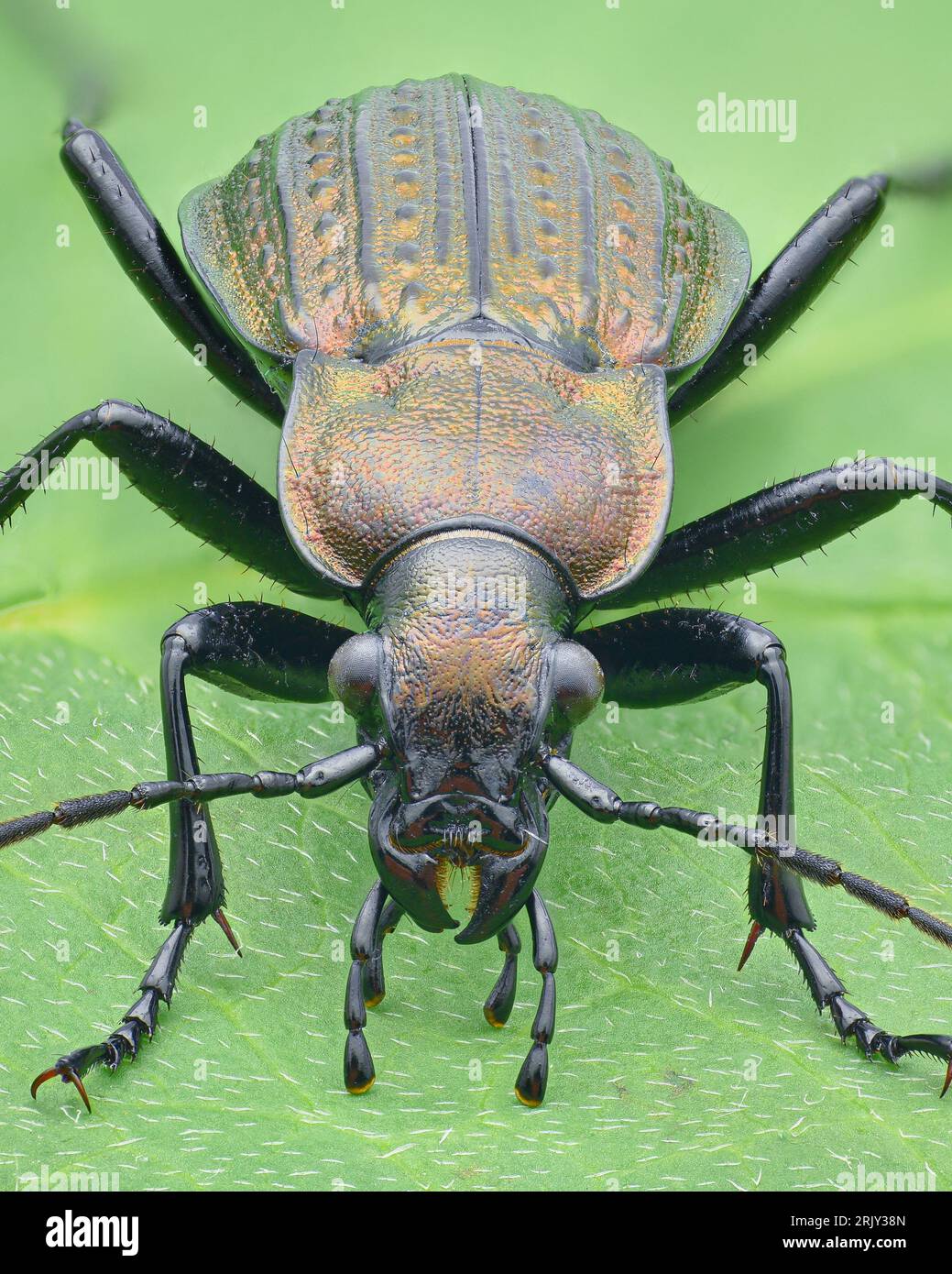 Portrait of a copper-coloured Ground beetle with granulated elytra, standing on a green leaf (Granulated Ground Beetle, Carabus granulatus) Stock Photo