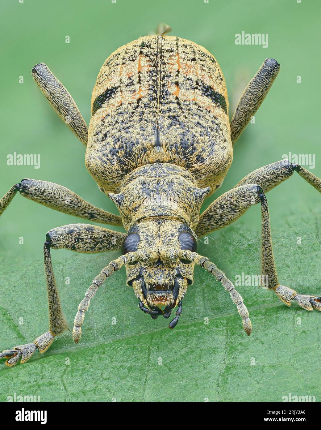 Portrait of a Blackspotted Longhorn Beetle (Rhagium mordax) Stock Photo