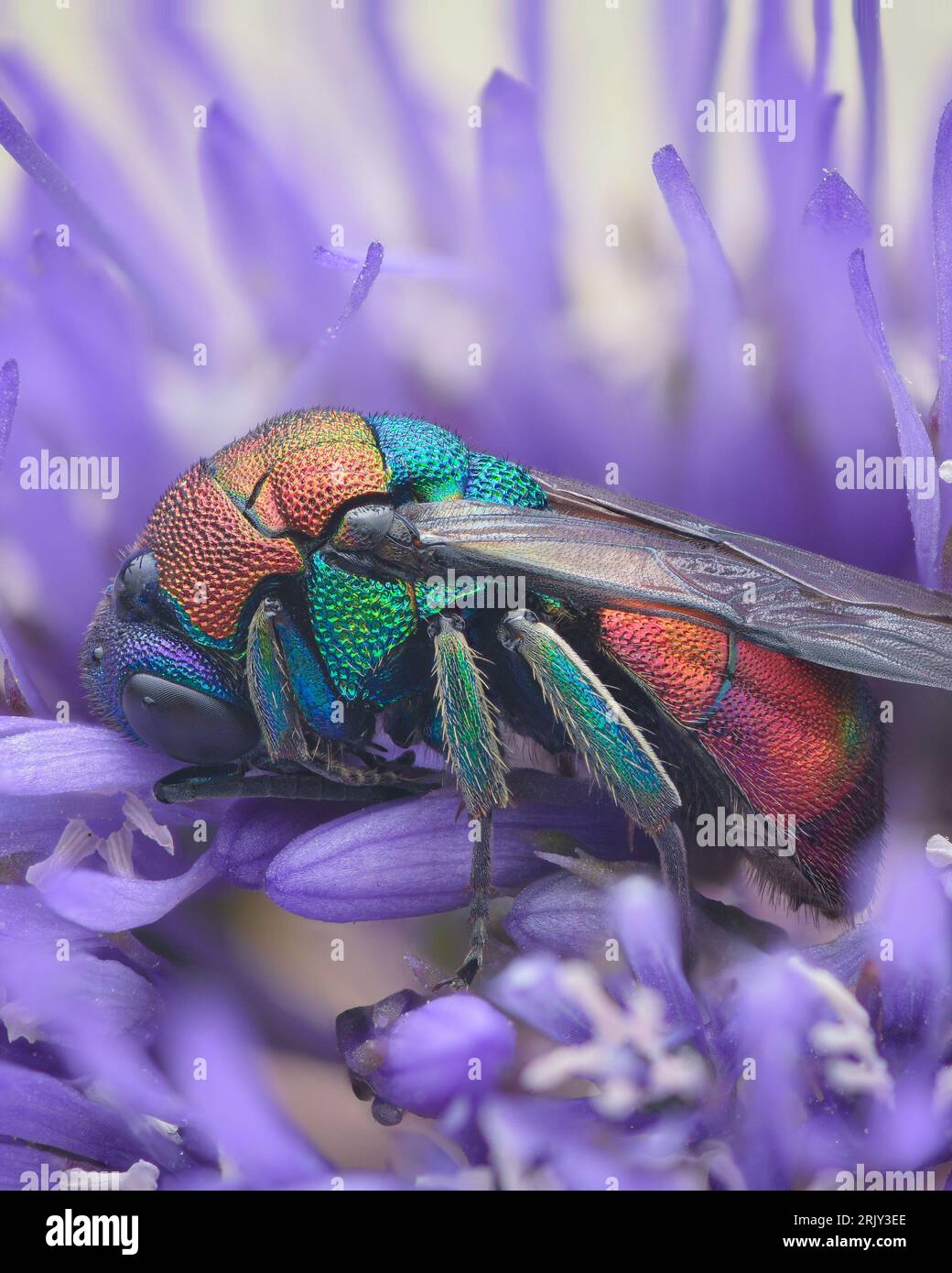 Profile view of a colourful Cuckoo Wasp, Ruby-tailed wasp or Gold wasp sleeping in a purple flower at the beach (Hedychrum sp.) Stock Photo