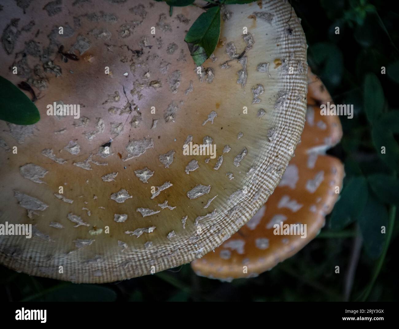 Close up of mushrooms outdoors Stock Photo