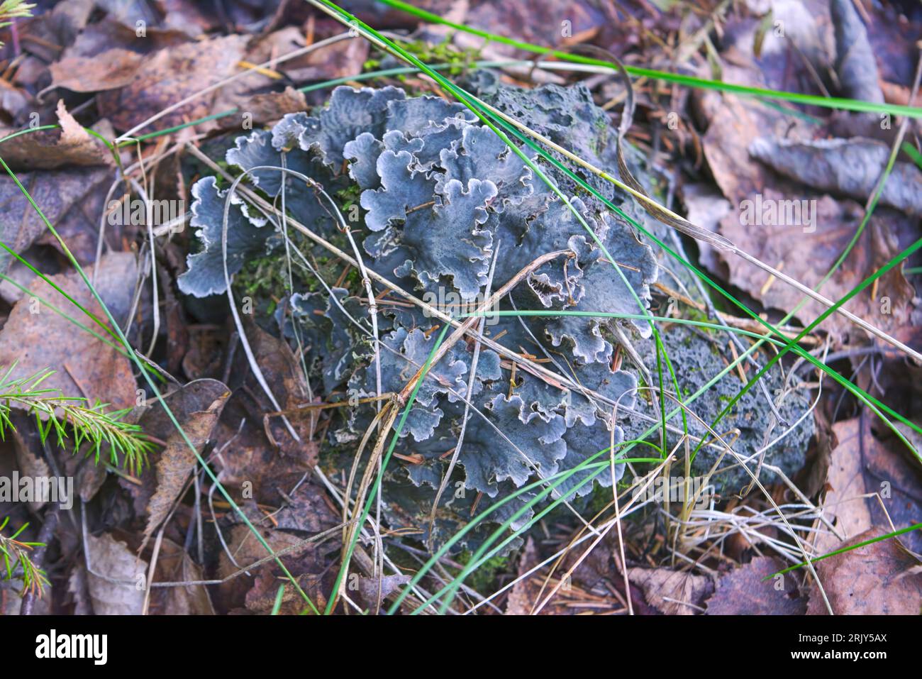 Reddish peltiger (lat. Peltigera rufescens) is a lichen of the Peltigeraceae family, a species of the genus Peltiger. Stock Photo