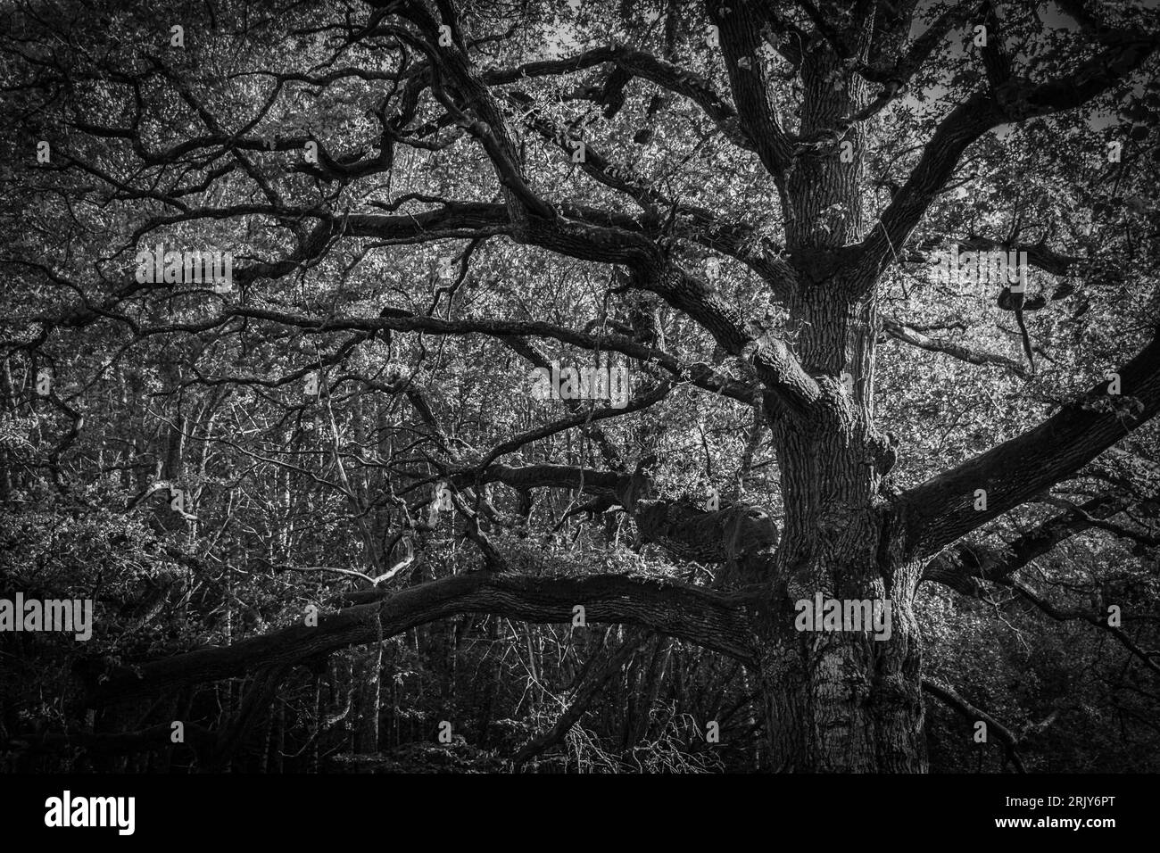 Oak tree low angle Black and White Stock Photos & Images - Alamy