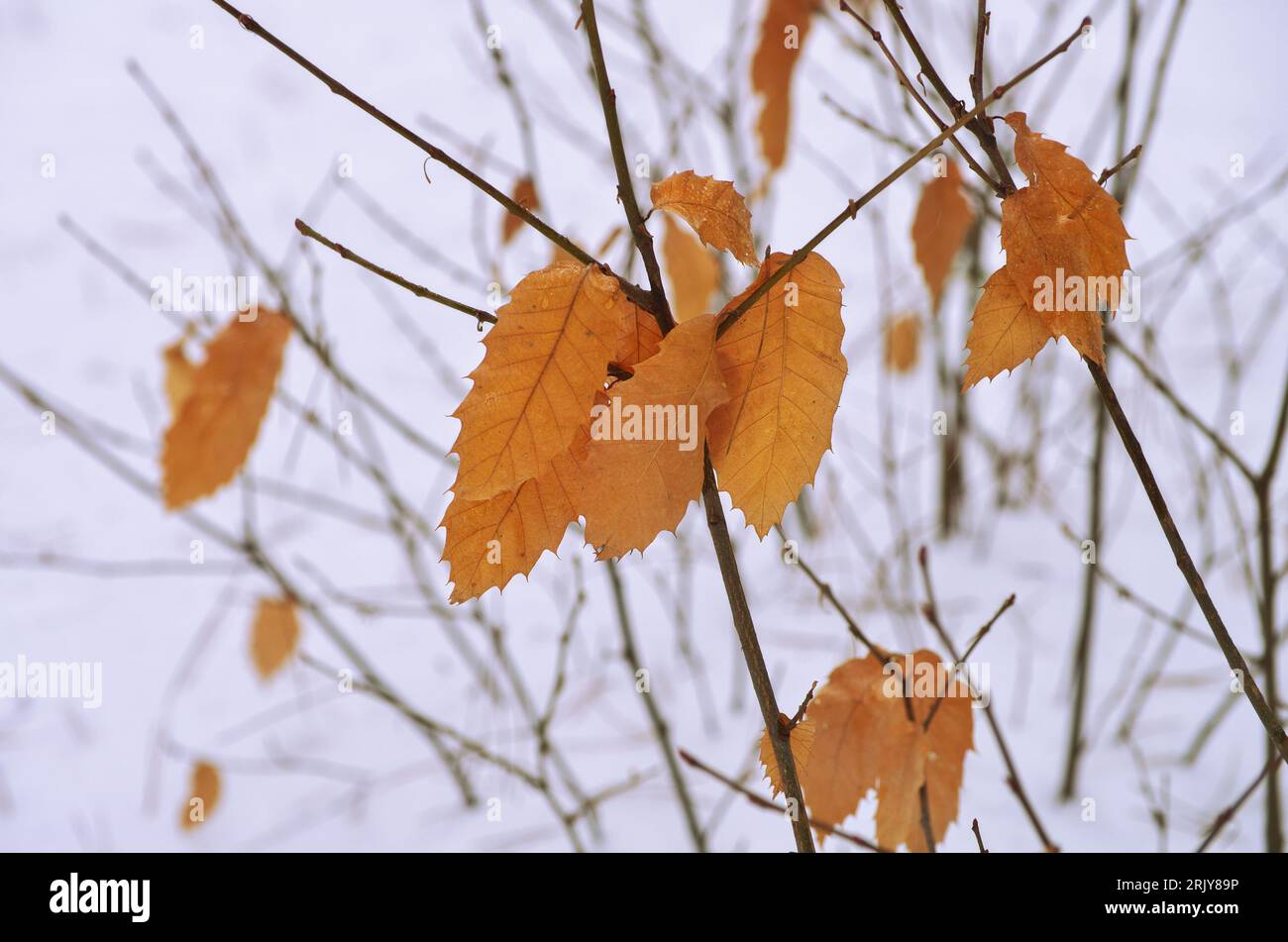 colour autumnal of chestnut leaves contrast with blurred white snowy background in Etna National Park, Sicily, Italy Stock Photo