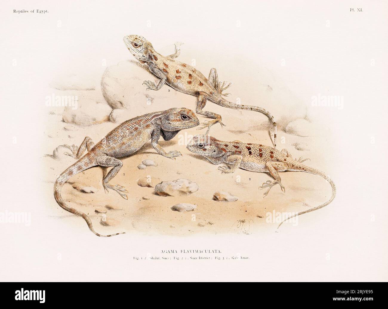Scientific illustration from a late 19th-century book showcasing reptiles, specifically focused on the Northern African zoology. Stock Photo