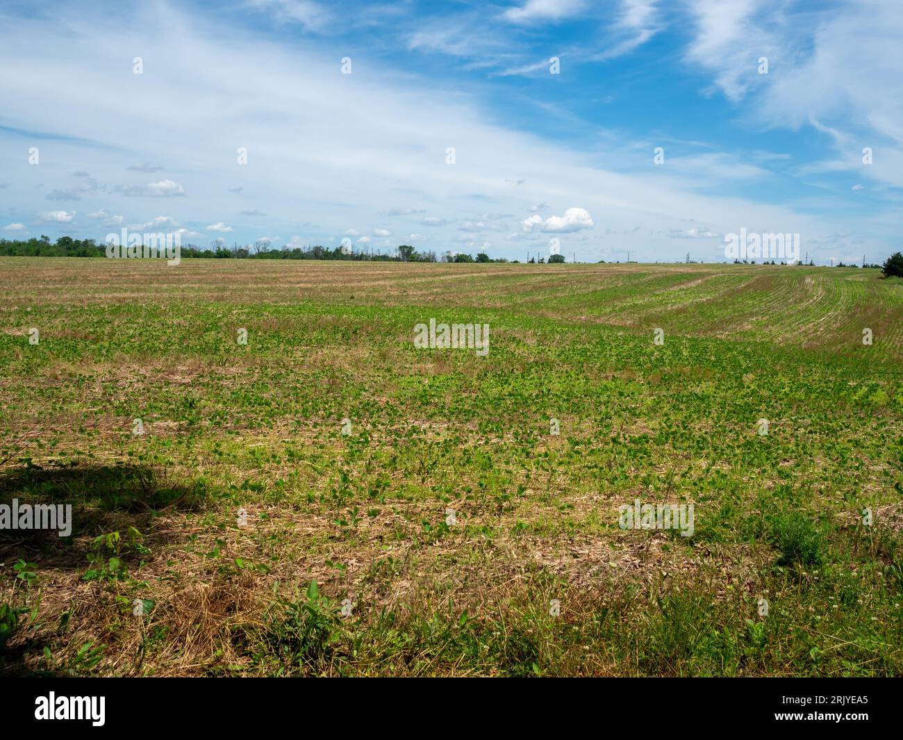 meadow on a sunny day in the spring Stock Photo