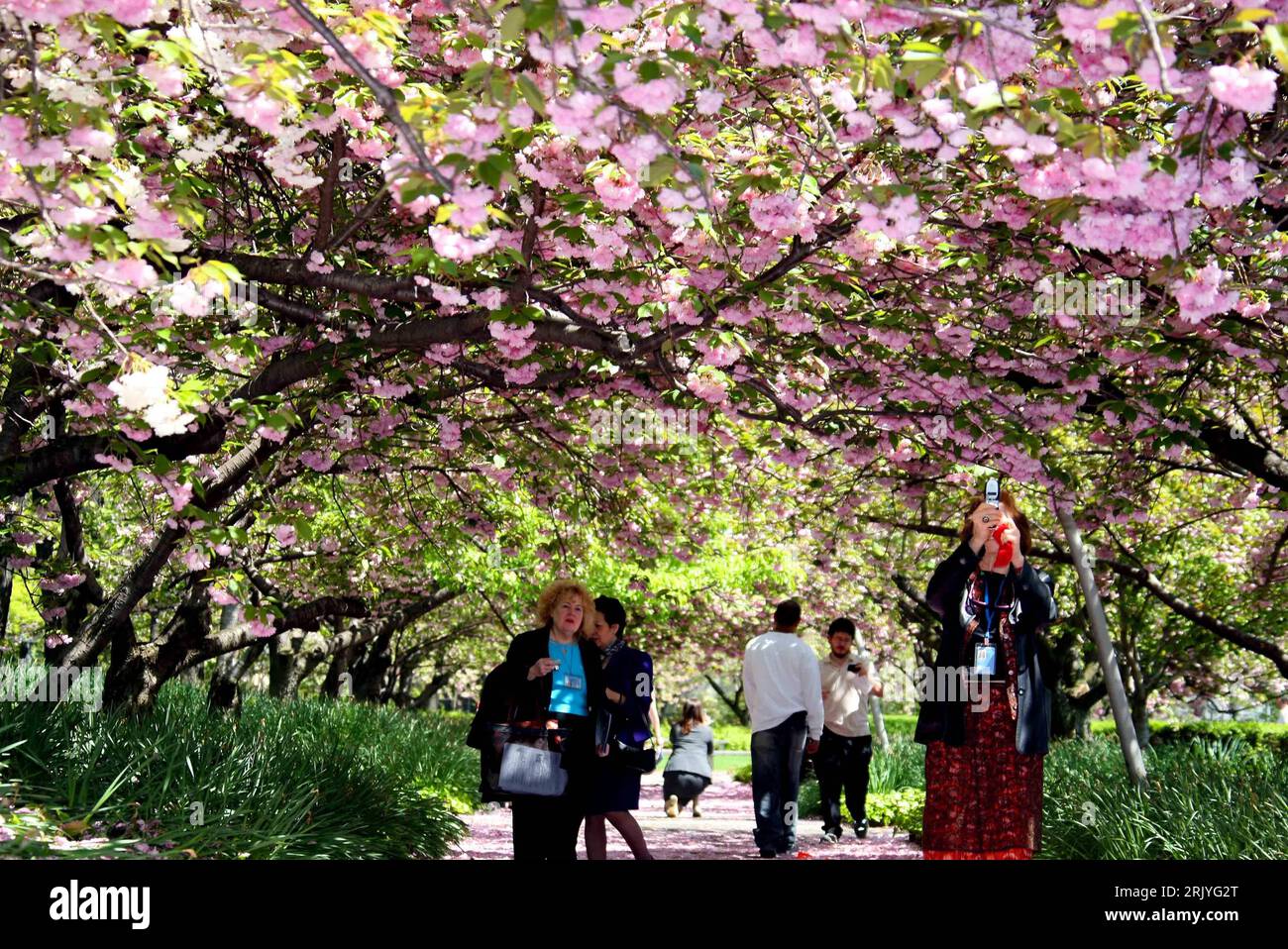 Bildnummer: 52527398  Datum: 05.05.2008  Copyright: imago/Xinhua Blühende Kirschbäume am UN Hauptquartier in New York PUBLICATIONxNOTxINxCHN, Personen , Landschaft; 2008, New York, USA, UNO, Kirsche, Kirschbaum, Blüte, Kirschblüte; , quer, Kbdig, Frühjahr, Jahreszeit, Totale,  ,  , Nordamerika Stock Photo