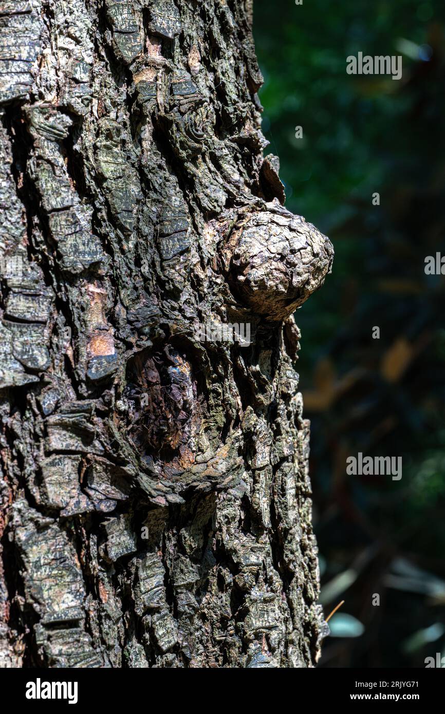 Bark of Deodar Cedar (Cedrus deodara) Stock Photo