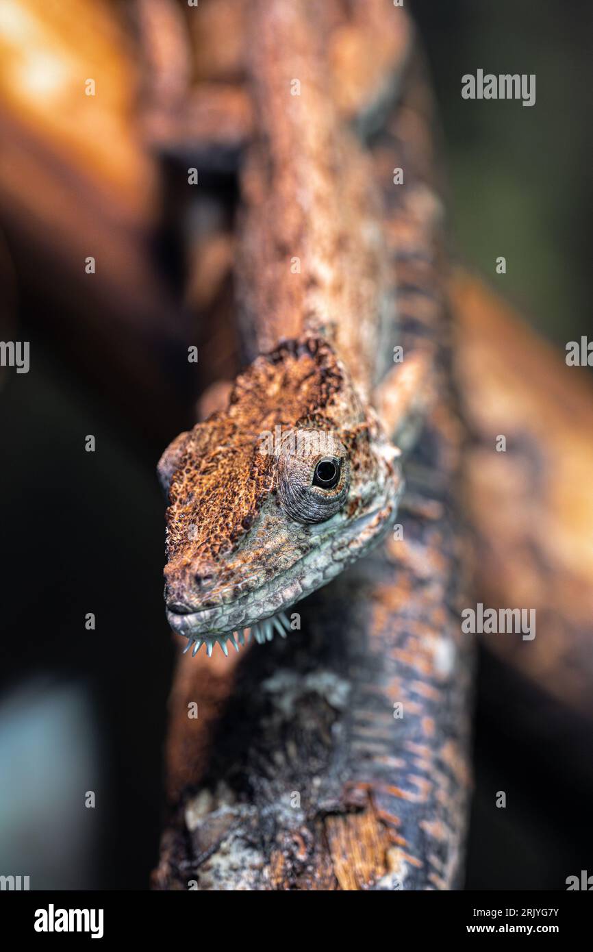 Portrait of Cuban False Chameleon (Anolis barbatus) Stock Photo
