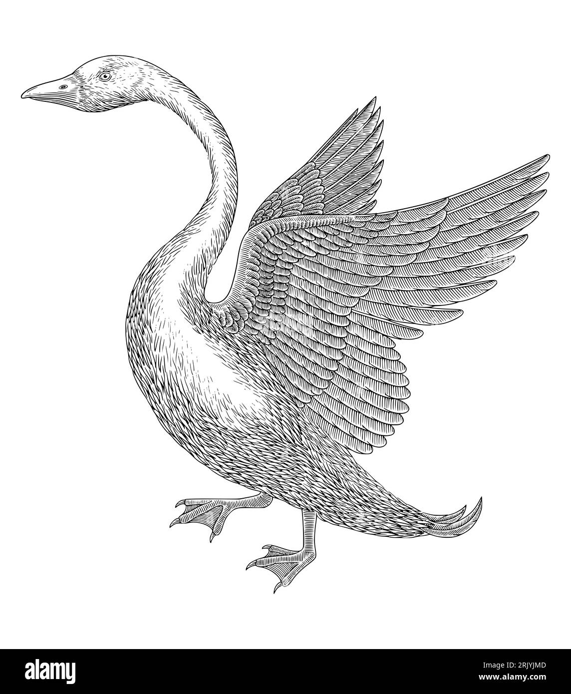 Swan drawing Black and White Stock Photos & Images Alamy