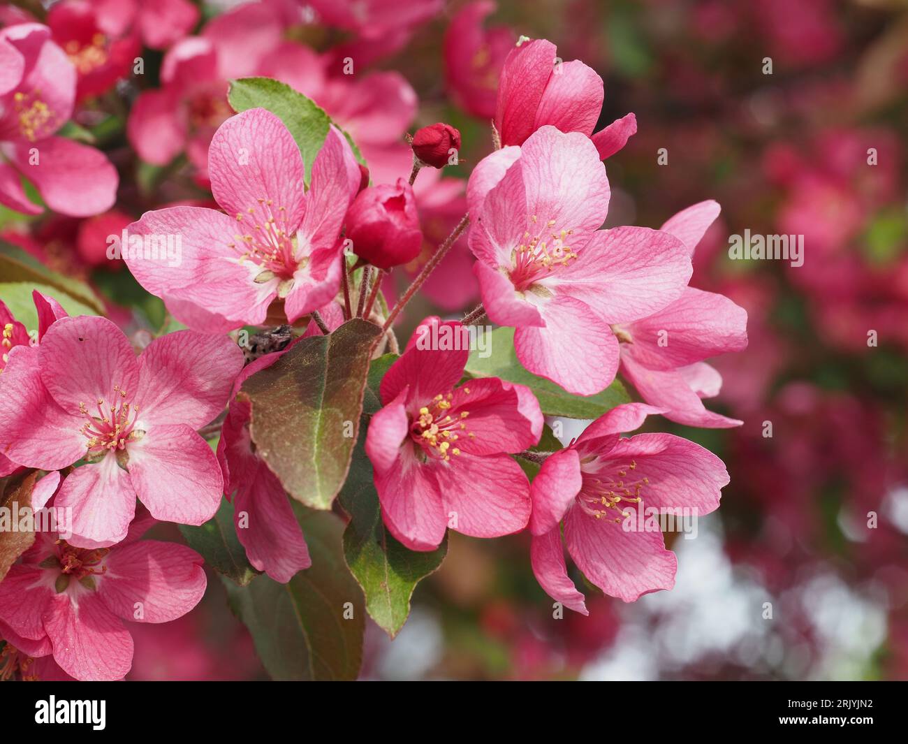 Pink crabapple tree blossoms in Bloomington, MN (May) Stock Photo