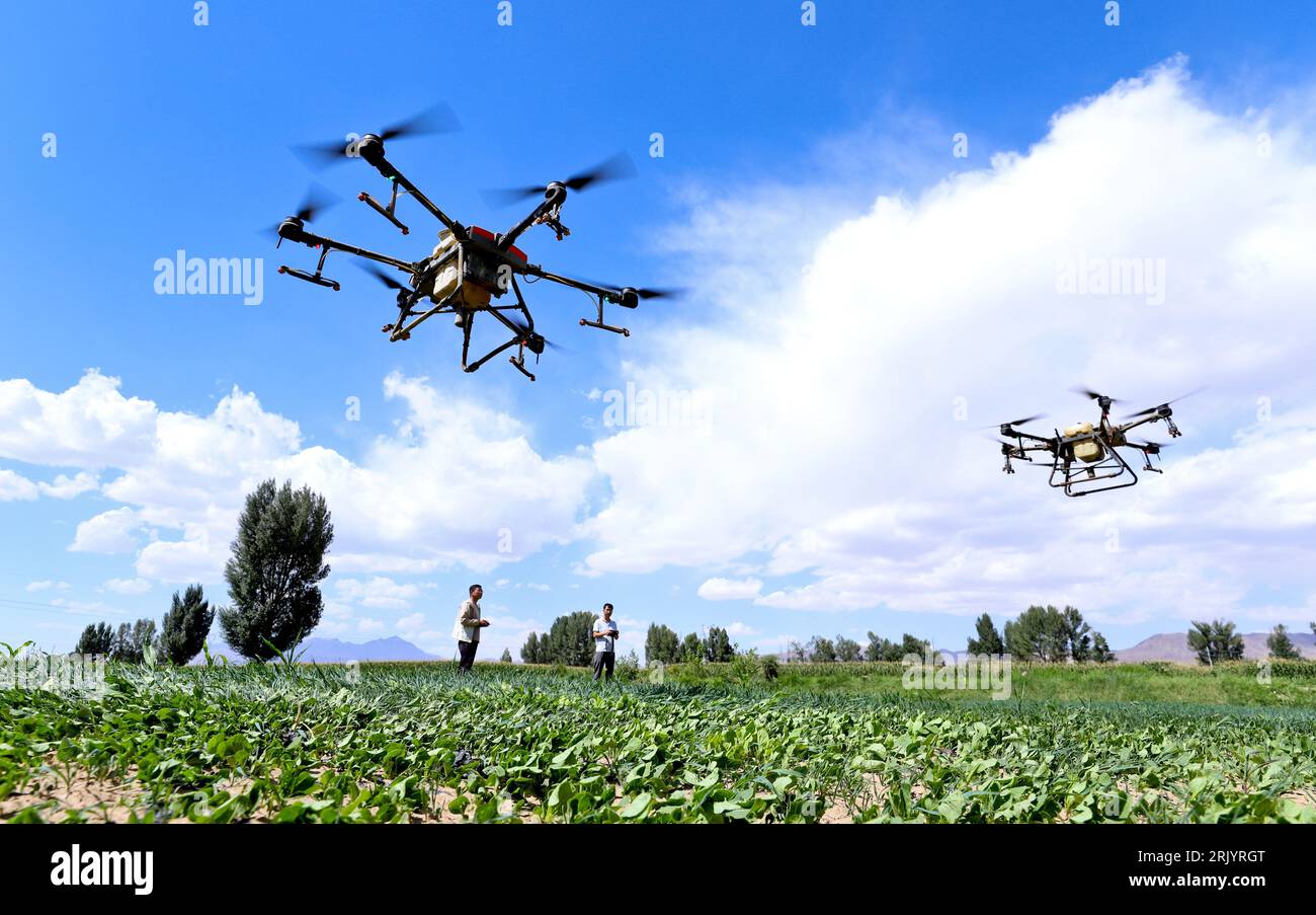 ZHANGYE CHINA AUGUST 23 2023 Drones are used to spray foliar