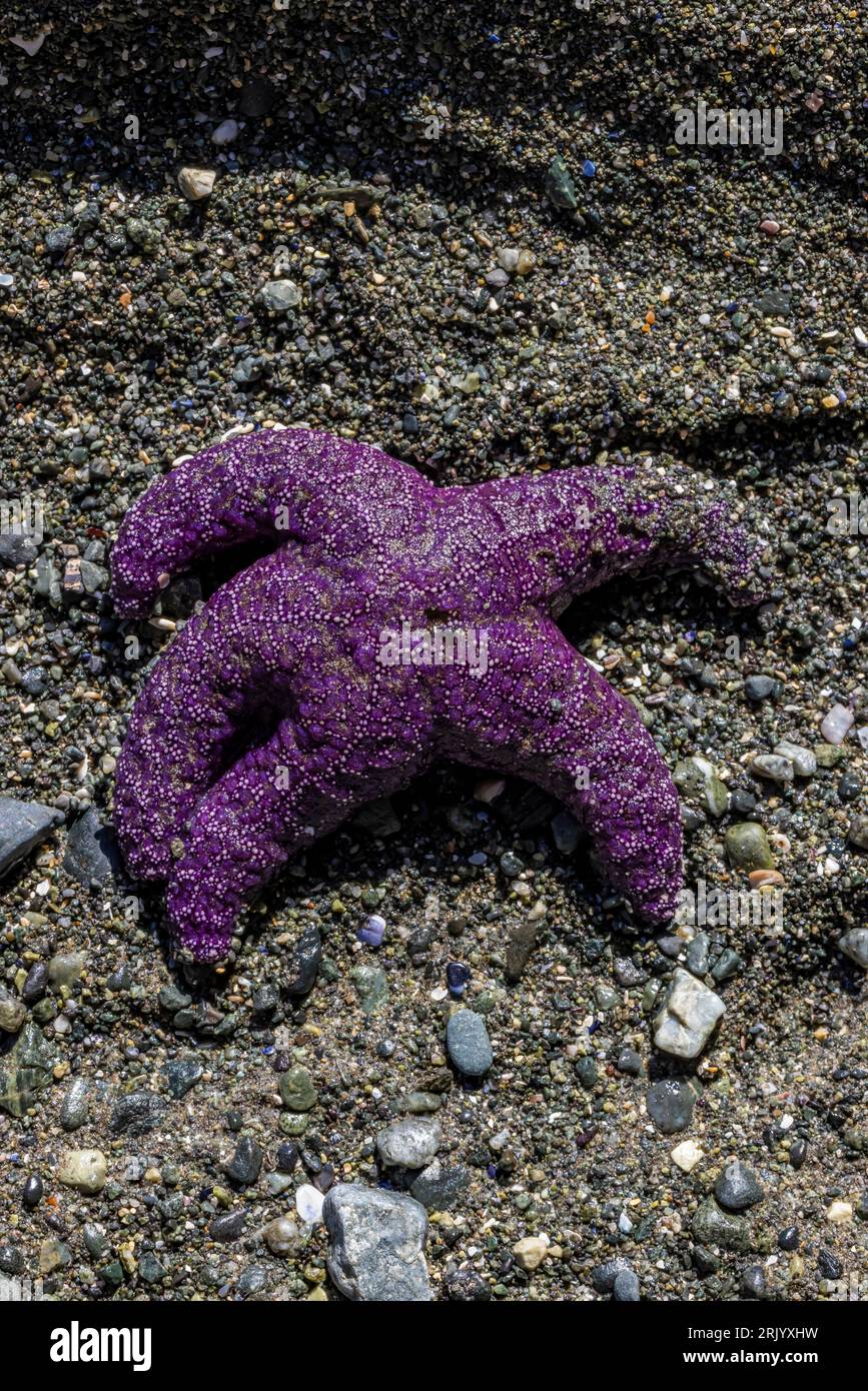 Purple-colored Ochre Sea Star, Pisaster ochraceus, in Olympic National Park, Washington State, USA Stock Photo