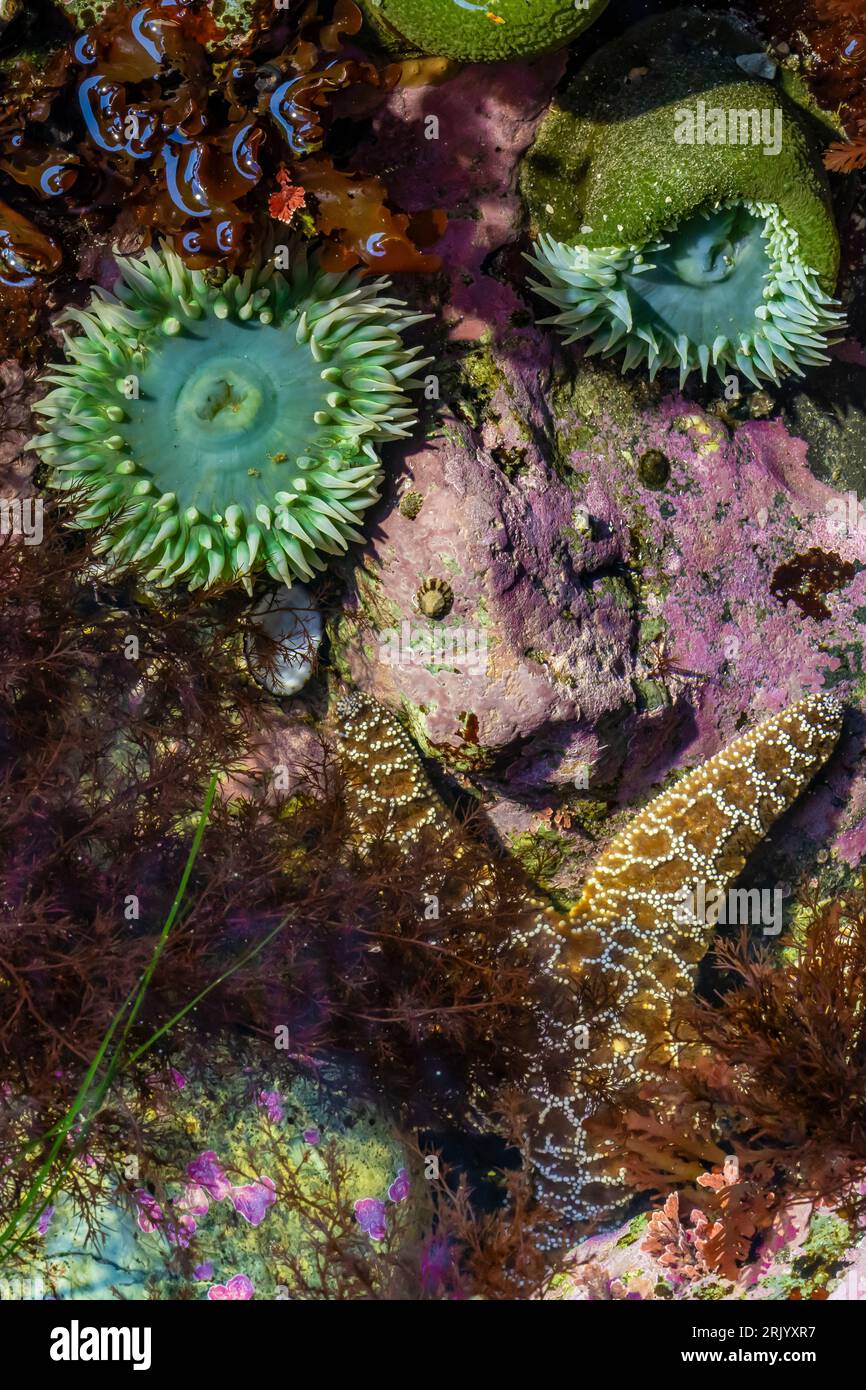 Giant Green Anemones, Anthopleura xanthogrammica,   at Point of Arches in Olympic National Park, Washington State, USA Stock Photo