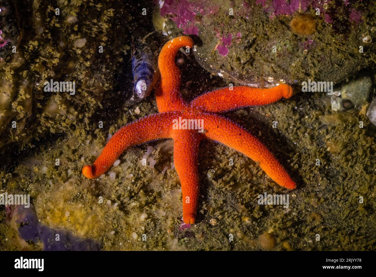 Pacific Blood Star, Henricia leviuscula, in a tide pool at Point of Arches, Olympic National Park, Washington State, USA Stock Photo