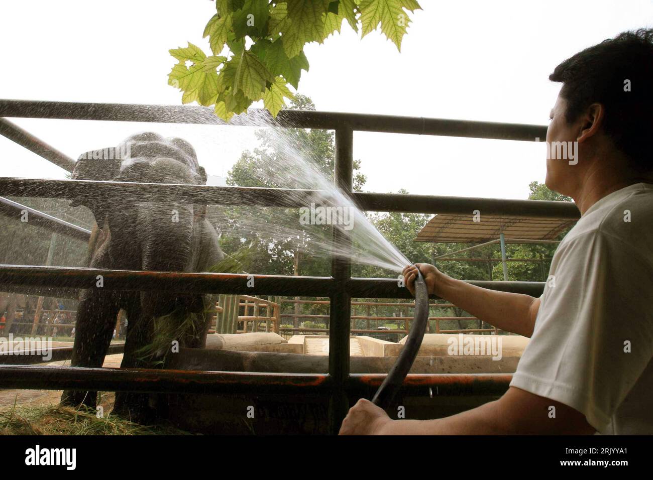 Bildnummer: 52595001  Datum: 22.06.2008  Copyright: imago/Xinhua Tierpfleger bespritzt Elefanten mit Wasser im Zoo von Jinan in der Provinz Shandong in  China  - PUBLICATIONxNOTxINxCHN, Personen , Tiere; 2008, Jinan, Abkühlung, Erfrischung, Elefant, spritzen, Hitze; , quer, Kbdig, Einzelbild,  ,  , Asien    Bildnummer 52595001 Date 22 06 2008 Copyright Imago XINHUA Keepers covered Elephants with Water in Zoo from Jinan in the Province Shan Dong in China PUBLICATIONxNOTxINxCHN People Animals 2008 Jinan Cooling Refreshment Elephant Syringes Heat horizontal Kbdig Single Asia Stock Photo