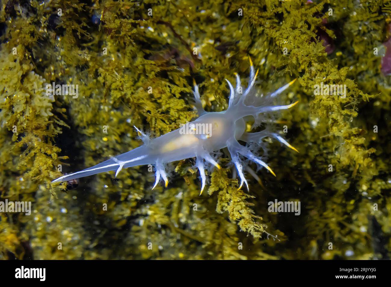 White Dendronotid, Dendronotus albus, feeding on a hydroid in a tide pool at Point of Arches, Olympic National Park, Washington State, USA Stock Photo